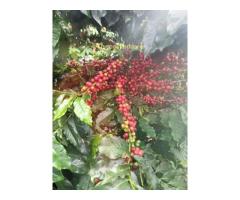 Top Best Coffee Beans Exporters  in China, Serbia, Morocco, India, Italy and Germany +27631501216