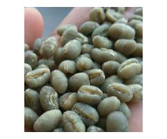 Luwak Coffee Suppliers and Manufacturers  (【﻿+27631501216】)